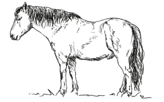 Outline:8ph6q0ltrde= Horse Clipart