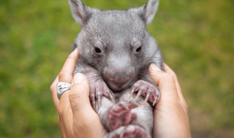 Baby:02elx4hzhve= Wombat