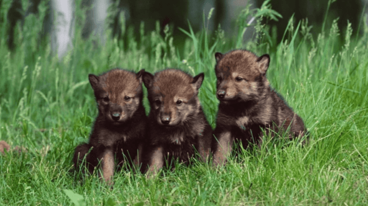 Baby:2gbiujv5rkw= Wolves - zaazaturf