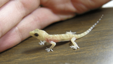 Baby:2qjt-A8mxys= Leopard Gecko