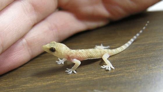 Baby:2qjt-A8mxys= Leopard Gecko