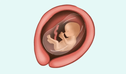 Baby:2vq_Bu2uoxk= 20 Weeks Pregnant