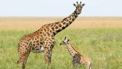 Baby:2vwynllygms= Giraffes