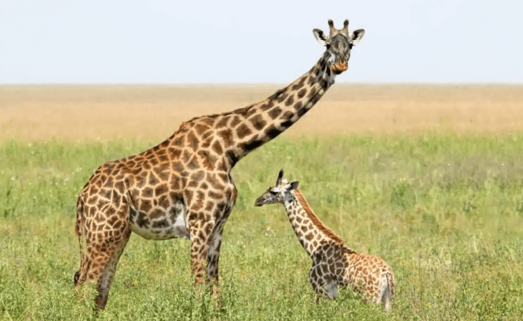 Baby:2vwynllygms= Giraffes