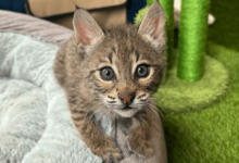 Baby:3azpx4rmlfa= Bobcat