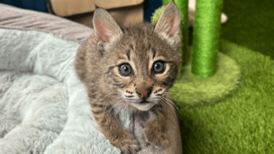 Baby:3azpx4rmlfa= Bobcat