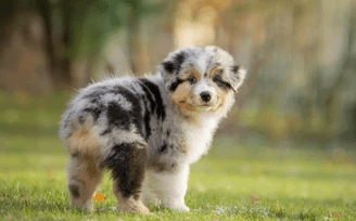 Puppy:Xv89ubaoyqk= Aussie