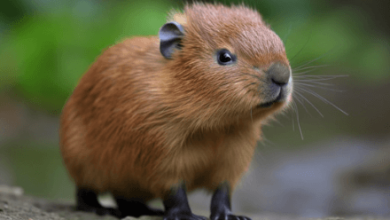 Baby:-5b45i71y_K= Capybara