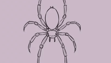 Sketch:B5mkfs1u4o0= Spider Drawing