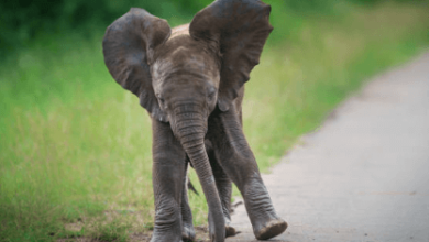 Cute:Cdje7_Vu9b0= Elephant