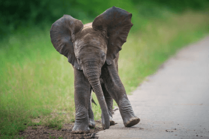 Cute:Cdje7_Vu9b0= Elephant