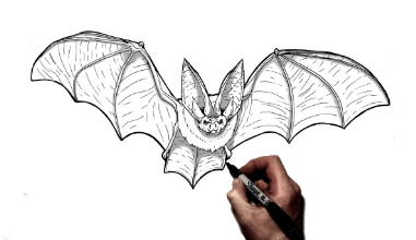 Drawing:Ga7fdbumoe0= Bat