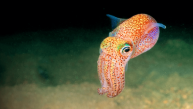 Cute:Bblsggq9zji= Squid