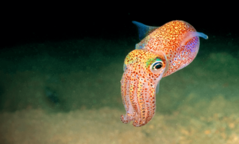 Cute:Bblsggq9zji= Squid