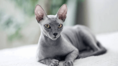 Beautiful:1pbthvwq7gq= Hairless Cat