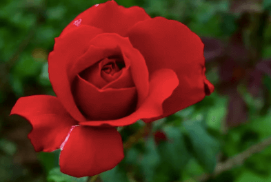 Beautiful:2urmjh5oktq= Rose Flower