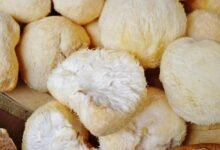 Unlocking Cognitive Wellness with Lions Mane Supplements: A Comprehensive Guide to the Best Lions Mane Supplement and Lions Mane Powder