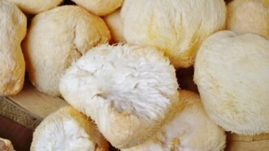 Unlocking Cognitive Wellness with Lions Mane Supplements: A Comprehensive Guide to the Best Lions Mane Supplement and Lions Mane Powder