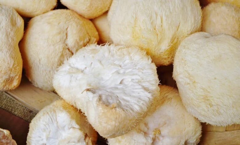 Unlocking Cognitive Wellness with Lions Mane Supplements: A Comprehensive Guide to the Best Lions Mane Supplement and Lions Mane Powder